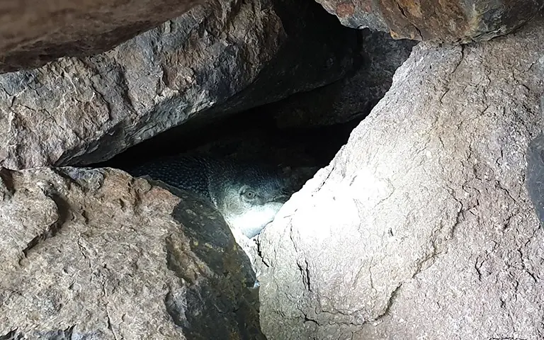 Photograph of penguin partially hidden by rocks.
