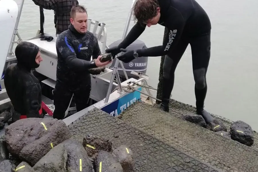 Preparing to place the rocks in the harbour