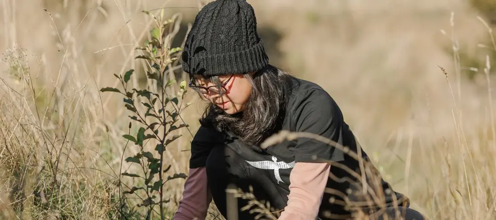 Photograph of a tree being planted. 