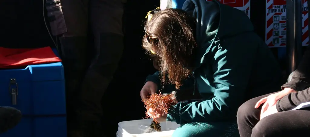 Photograph of a person examining a marine pest. 