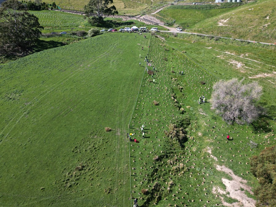 Purau planting