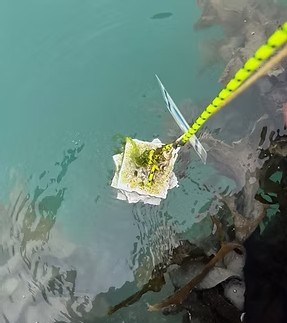 Colonisation plates are tied to floating docs and placed in water (photo courtesy of Dr Joyce Yager)