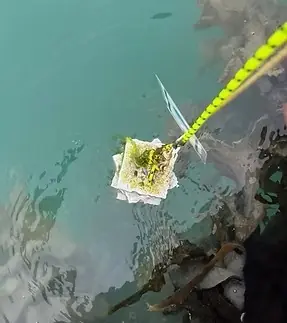Colonisation plates are tied to floating docs and placed in water (photo courtesy of Dr Joyce Yager)