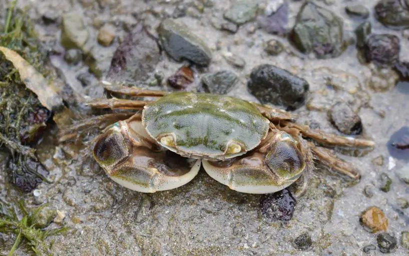 Hairy-handed crab (Hemigrapsus crenulatus)