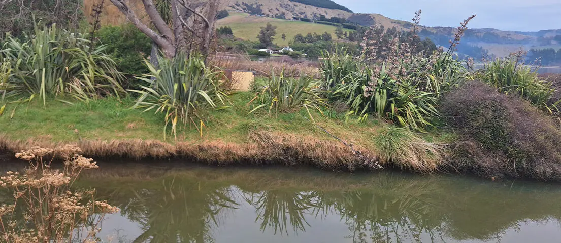 Te Wharau Stream's native fish survive major flood.