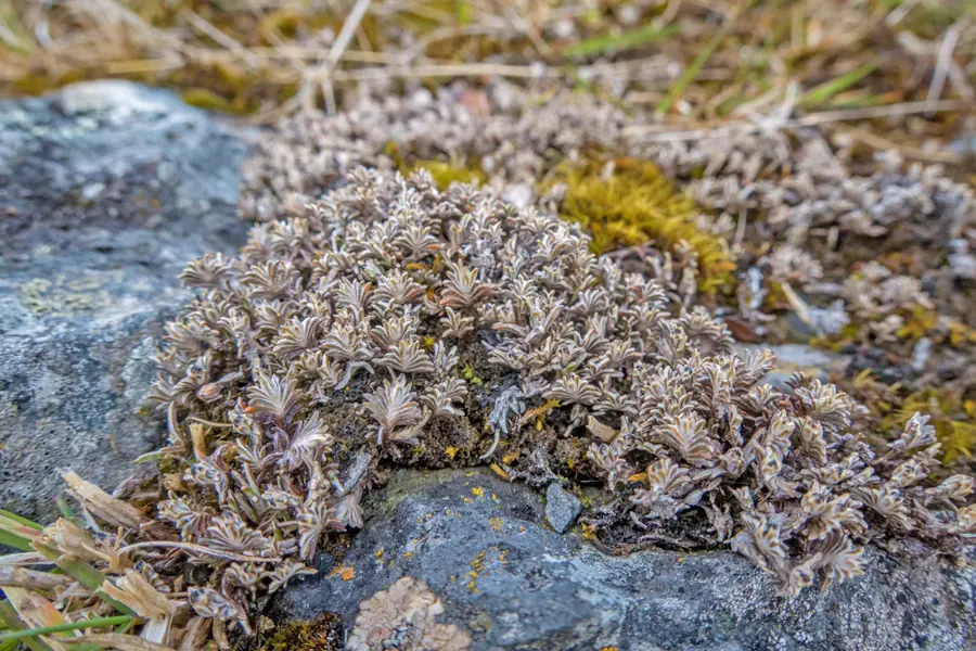 Fan-leaved mat daisy (Raoulia monroi)