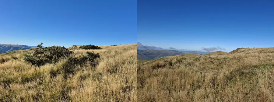 Before and after gorse control on Te Ahu Pātiki / Mt Bradley