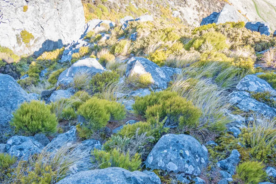 Dracophyllum and snow tussock (Carmichaelia rigida)