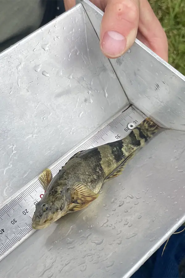 A piripiripohatu torrentfish found during surveys of Te Wharau Stream in 2024